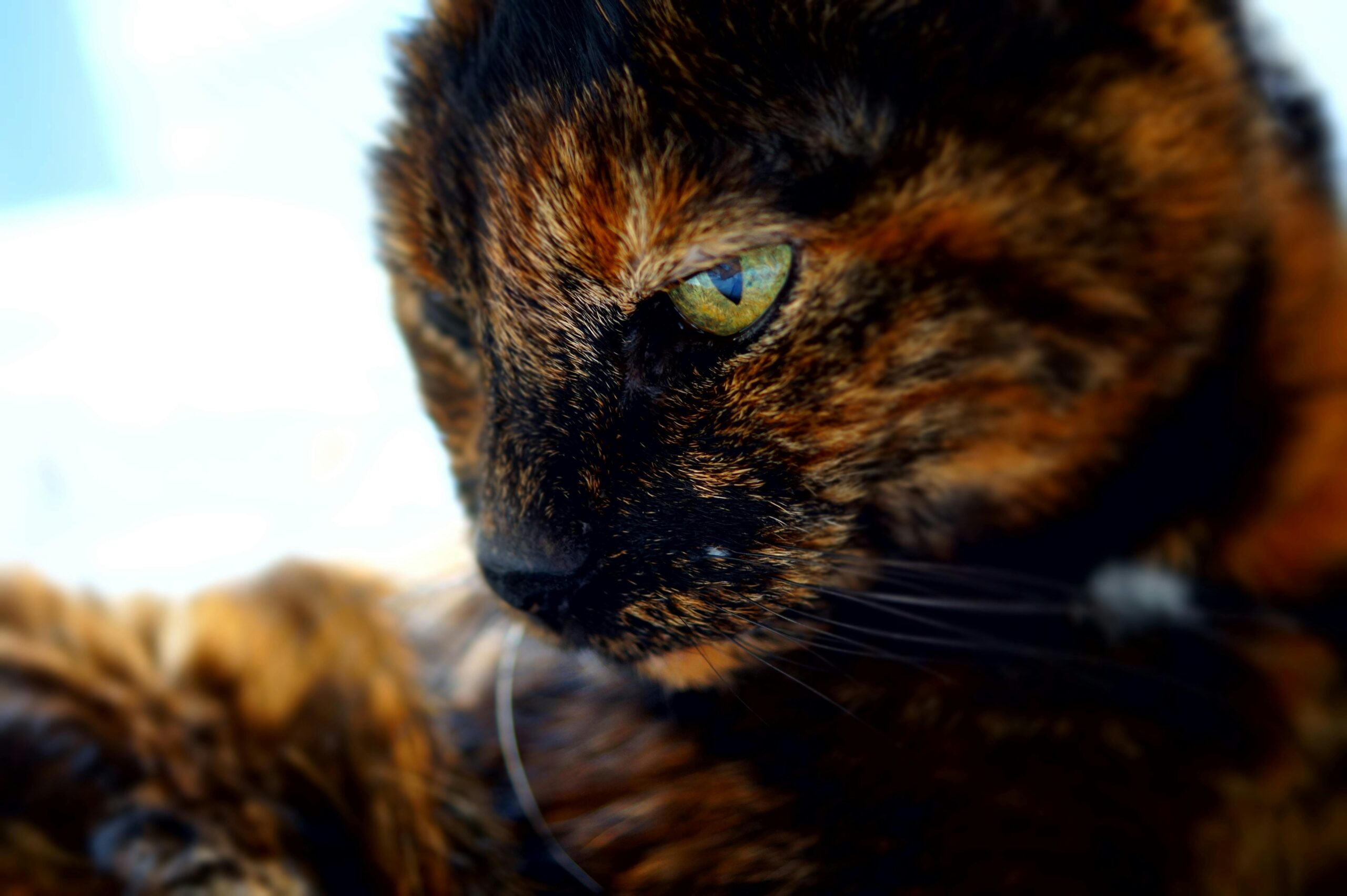 gato negro
