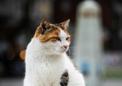 gato calico