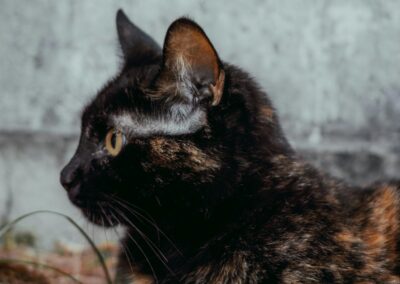 accesorio para gato