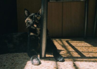gato con manchas