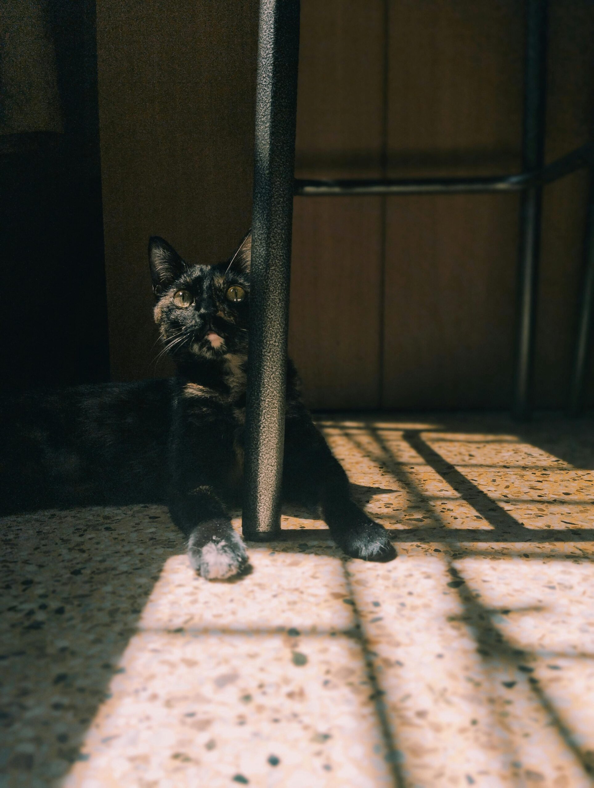 gato con manchas