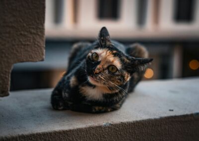 gato negro con amarillo