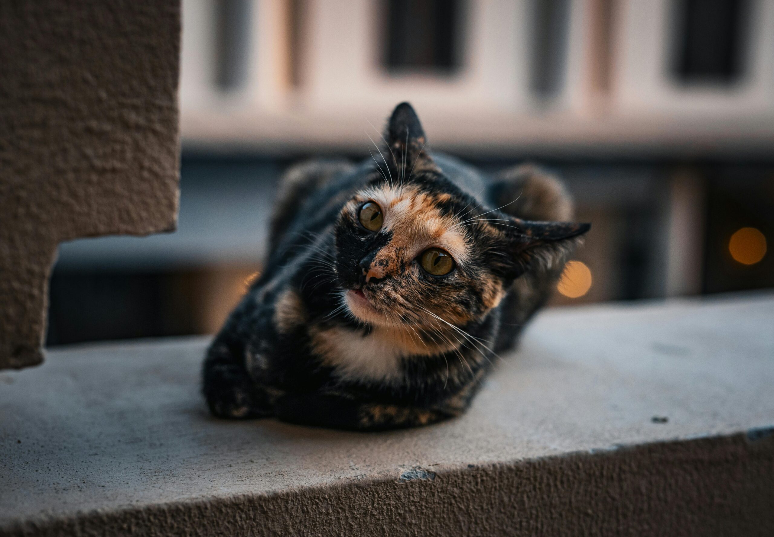 gato negro con amarillo