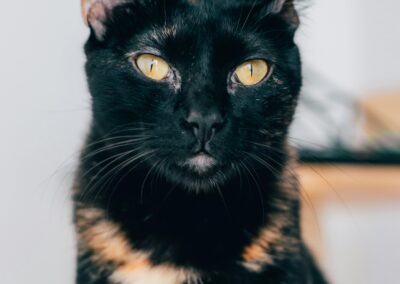 gato carey