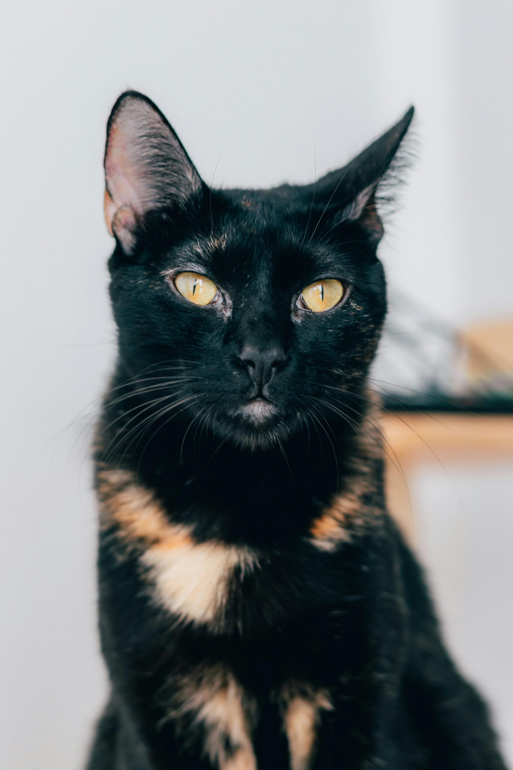 gato carey